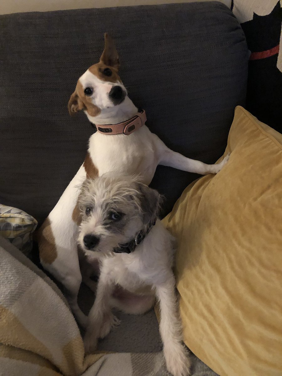 gingesjimny's tweet photo. @davidlabrava so we Re homed this little fur ball to keep Rosie company 🥳😍 https://t.co/QyxnkFkAxT