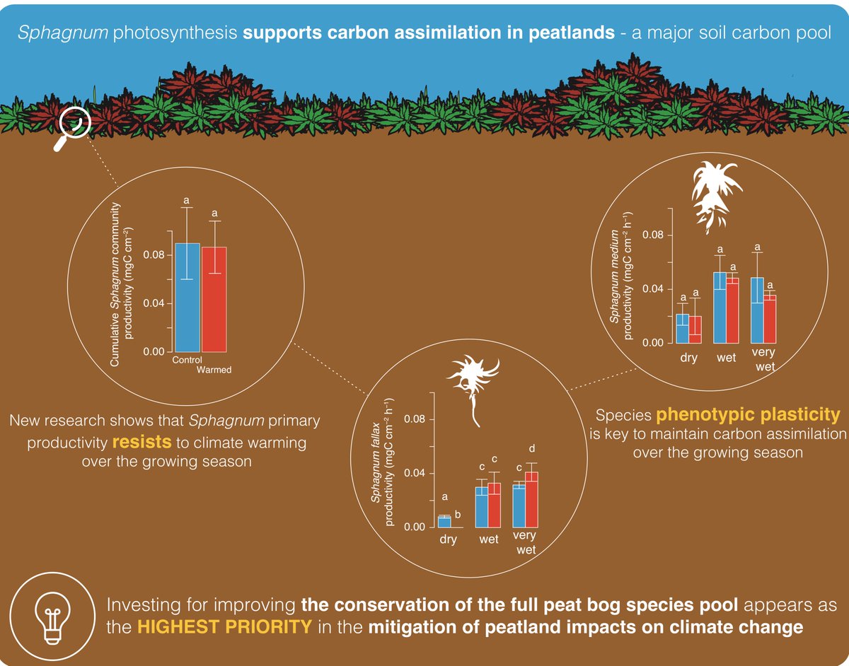 vejjassey's tweet photo. #Sphagnum community can maintain its productivity despite warming and droughts. 

Species specific photosynthetic compensation explains weak or absent effects of #ClimateChange

Find more about in our recent @GlobalChangeBio paper w/ @xtanxtan: https://t.co/8H9WQ1N9Yo

#peatlands https://t.co/sGzHdmDZsK