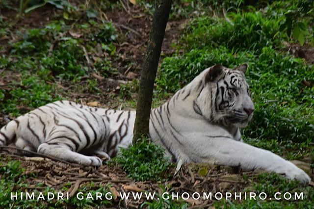 himadrigarg's tweet image. Chilling like a boss.
.
.
.
#earthday2019
#ghoomophiro #ghoomophirosisters #travel #travelblog #wildlifeprotection #wildlife #tiger  #tiger  #picoftheday #IndiaPictures #_soi #photooftheday #india #wanderlust #wildlifeprotection #natgeoyourshot #lpindia … ift.tt/2LEHYkO