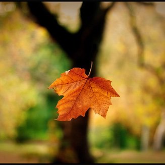 First sign of autumn = Hocus Pocus on repeat 🍂 🧙‍♀️🍂 #HocusPocus