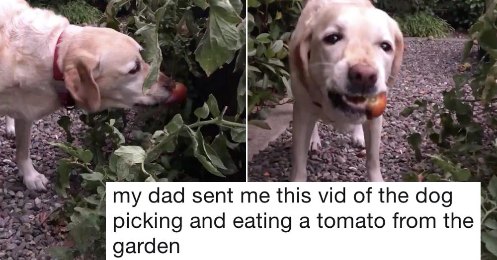 dog ate tomato