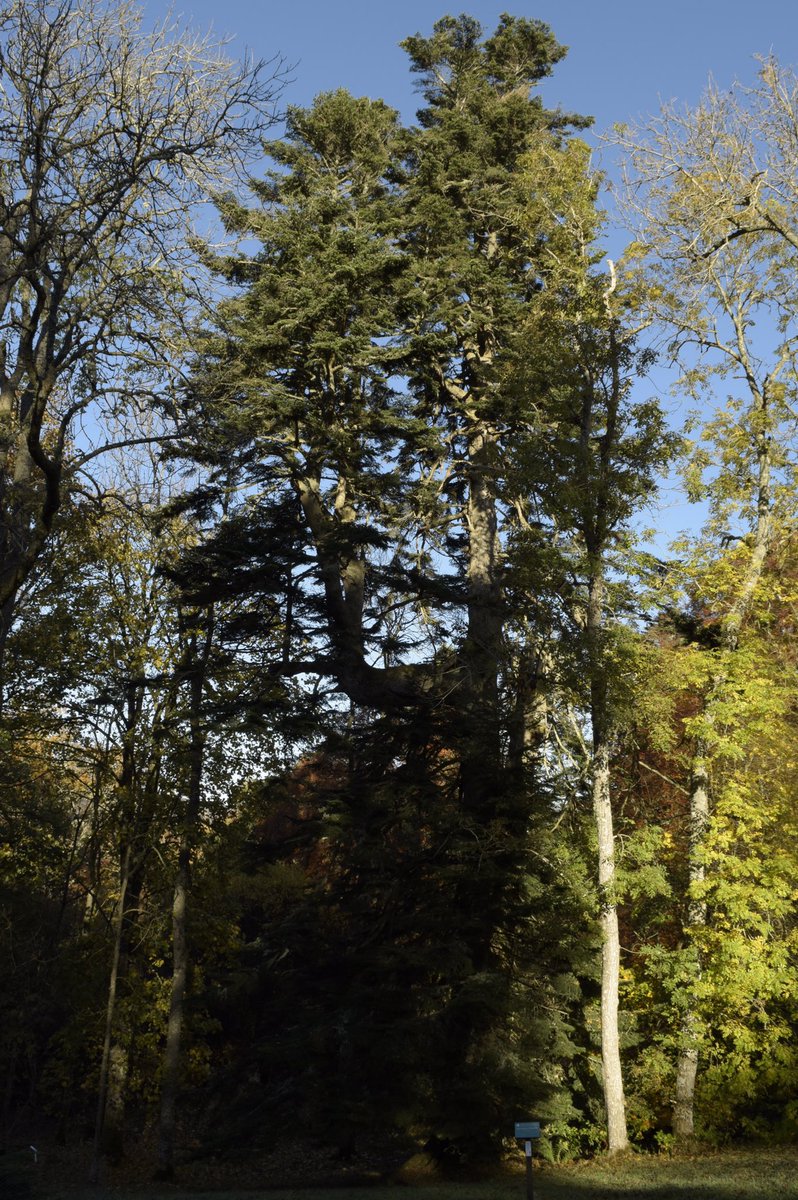 Pebblean's tweet photo. 340 years old and hoping to be Scotland’s Tree of the Year 2019. #thegrandoldmanofdawyck #woodlandtrust #abies #silverfir @Dawyck https://t.co/XBFErMbR9w