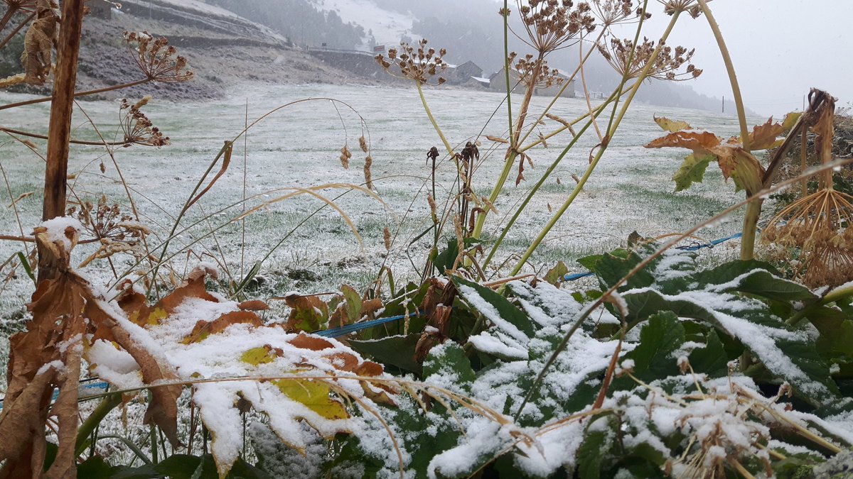 nwpowderdays's tweet image. #PowderAlert 10.09.19
Així anem per les Bordes d'Envalira ❄❄❄❄☝😃 Donem la benvinguda a la neu!