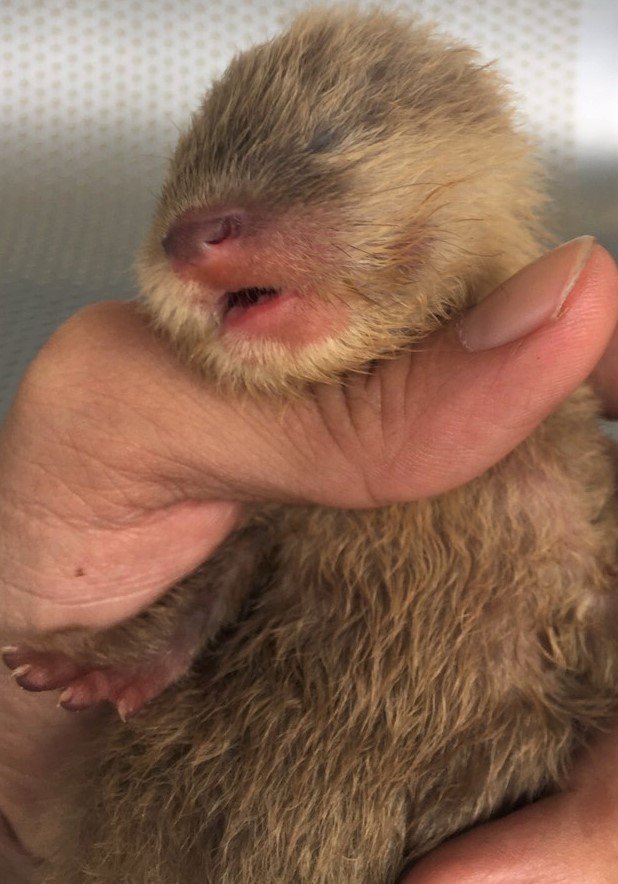 edu4naturevn's tweet photo. Two unweaned baby otters have been recovered in a joint #ENV / #Vietnamese police sting operation. The pair - now at a specialist rescue center - are victims of misguided 'cuteness'. They are not pets, and illegal to possess in #Vietnam - #stungbyENV @TheDailyOtter https://t.co/ztNDiASlPl