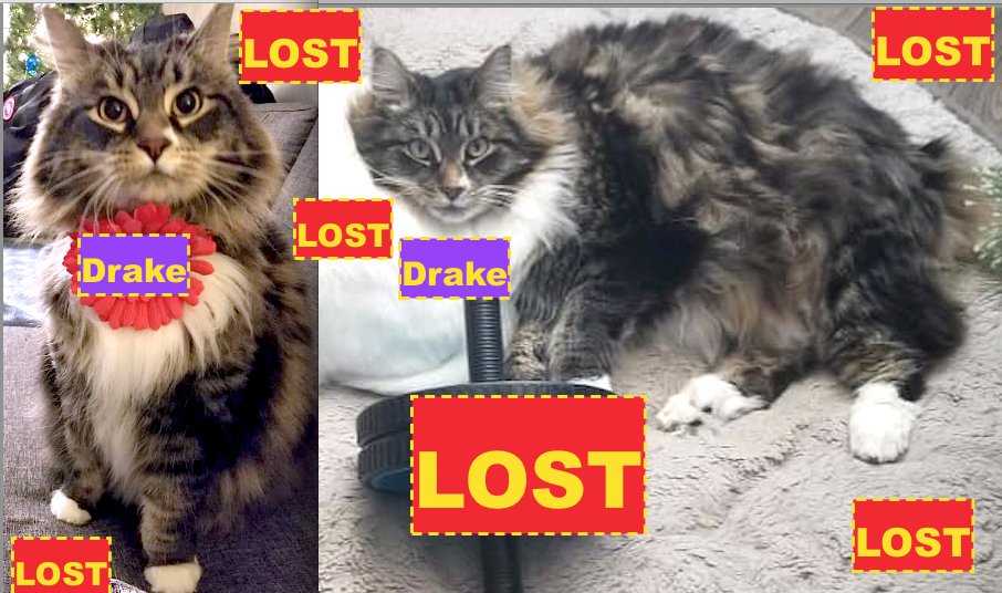 *Indoor* Fluffy TABBY/RAGDOLL X LOST in <a href="/CopperwoodLeth/">Copperwood</a>  - 'DRAKE' is missing 😿💔 facebook.com/LethbridgeAndA… Please RT #YQL