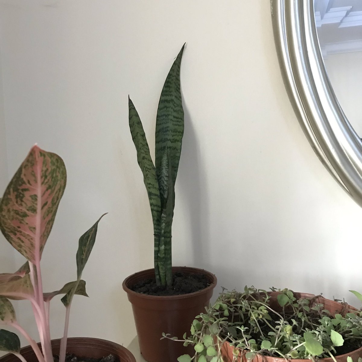 Good Morning.  #PlantMama Tafiti here reporting for duty. This is what my table looks like this morning with 3 new babies.