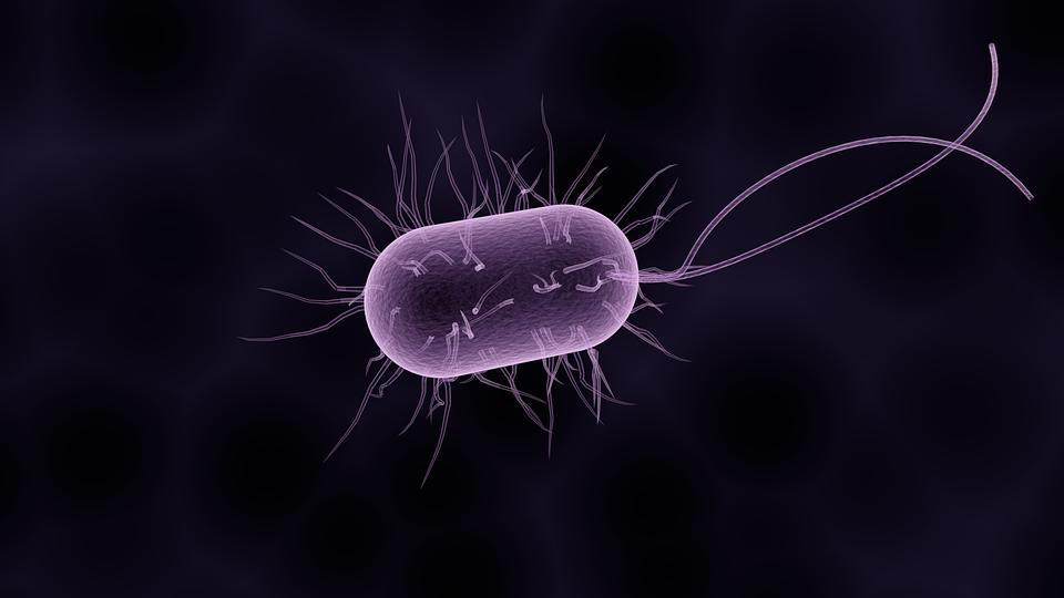 Omicsjournals's tweet photo. #Biosensors for Indirect Monitoring of #Foodborne_Bacteria https://t.co/bfGJ0QwgaU https://t.co/BPPR9OtbWI