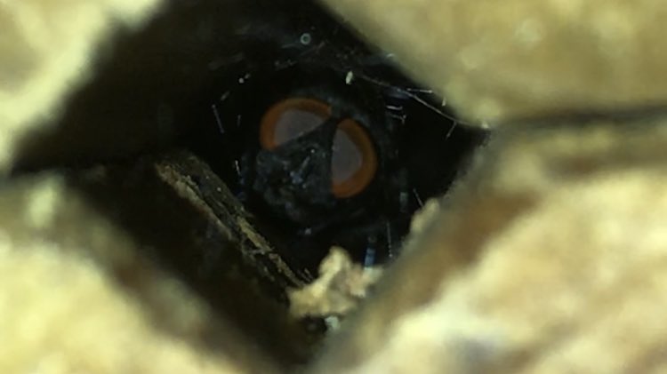 EDoorish's tweet photo. I always feel like somebody's watching me 🎶
I’ve had two big #flies snuggle up for a while now in my bee lad pads every night 🤗
#whatbigeyesyouhave #hellonewfriend https://t.co/g1cQ7KYJ6O