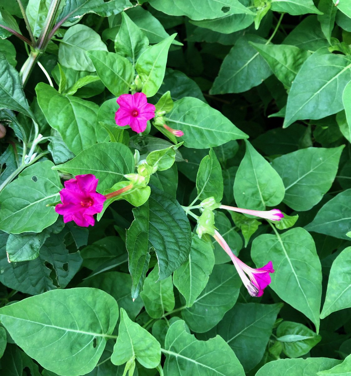 辛島美登里 夕方から咲き始めるおしろい花 黒い種を割ると白い粉がままごとのおしろいになる遊び 今日もおつかれさまでした