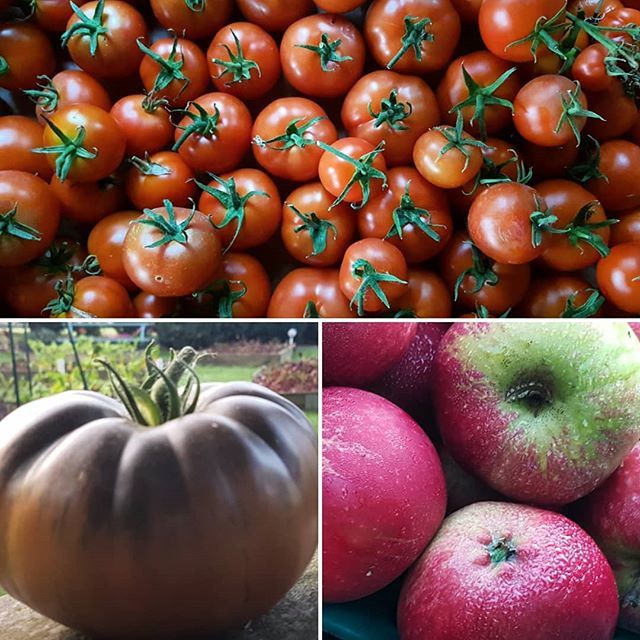 MaynoothOrganic's tweet photo. OPEN this evening from 5.30pm to 7.30pm !! .
.
Lots available including Tomatoes, Apples, French Beans, Courgettes and more all #freshlypicked .
.
#marketgarden #organic #farmgate #farmtofork #healthy #nutricious #shoplocal https://t.co/JgKHkUYbSV