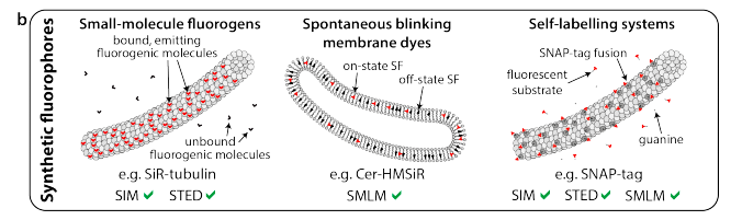 IdylleLabs's tweet photo. 3. https://t.co/wRKKfcJ54g by @HenriquesLab @KLTosheva @anndpeace @P_Matos_Pereira and @SuperResoluSian
👇 #MemBright (center) is mentioned near SiR-probes from our good friends @spirochrome (left) https://t.co/QO4jqLoIVs