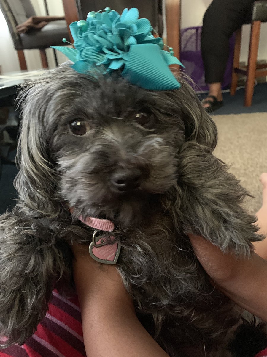 bri_maybe's tweet photo. Mommy is missing her baby ❤️🐶. #number1girl https://t.co/pdfxpuHQaL