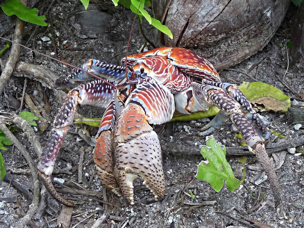 Let's go island hopping! Thanks to @flymangosa for including <a href="/ChumbeIsland/">Chumbe Island</a> and our resident coconut crabs in your Zanzibar archipelago recommendations. 🦀🌴 Karibu! #chumbeisland #zanzibar #ecotourism #conservation flymango.com/en/explore/go-…