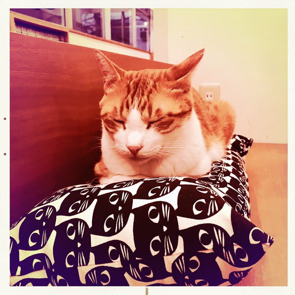 obi_wan_eclipse's tweet photo. The premium bed. #猫式 #cat #ShotoniPhone #Neville #AlfredInfrared  #Hipstamatic https://t.co/0FbOdPBcFr