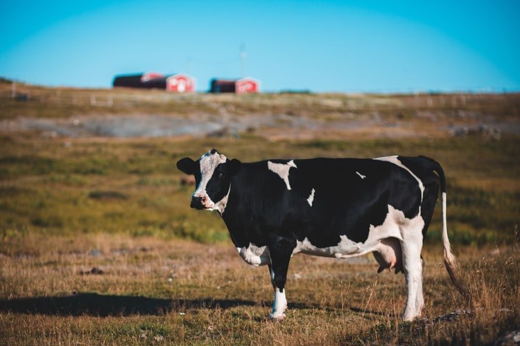 VinayakCorp's tweet image. A holistic approach to bovine rumen health &amp;gt;&amp;gt;&amp;gt; bit.ly/2m8n2JR #rumenhealth #bovine #cattle #feedadditives #rumenph #milkproduction