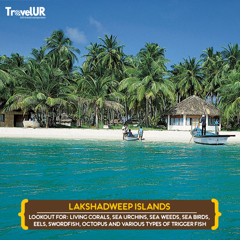 HelloTravelUR's tweet photo. Beaches have always been the ideal getaway destination for many tourists. If you are a big fan of white sandy beaches and clear blue waters then Lakshadweep holiday package is perfect for you.  

Book now! Call us on 1800 843 6411 https://t.co/vFFXHJEs66