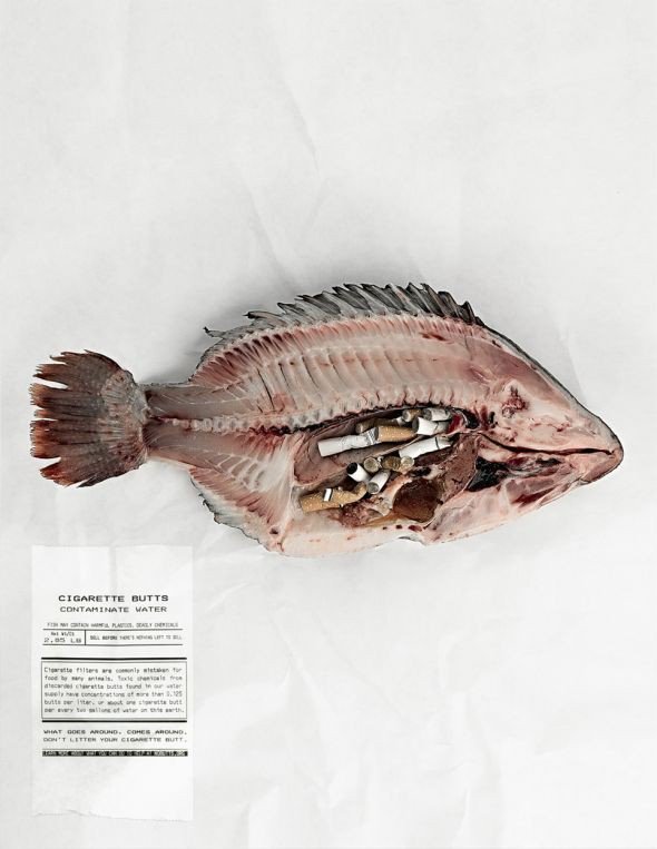 kadambari021's tweet photo. Recent studies estimated that fishes of West coast ingest over 12,000 tons of plastic a year. #DontLetItHappen #SaveMarineLife #SaveNature #SaveWater #SaveEarth #007squad https://t.co/4pzklSZcsO