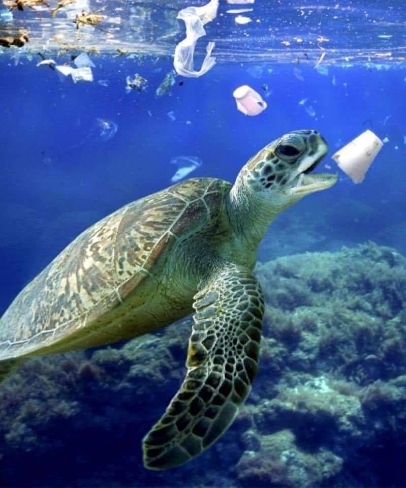 kadambari021's tweet photo. Recent studies estimated that fishes of West coast ingest over 12,000 tons of plastic a year. #DontLetItHappen #SaveMarineLife #SaveNature #SaveWater #SaveEarth #007squad https://t.co/4pzklSZcsO