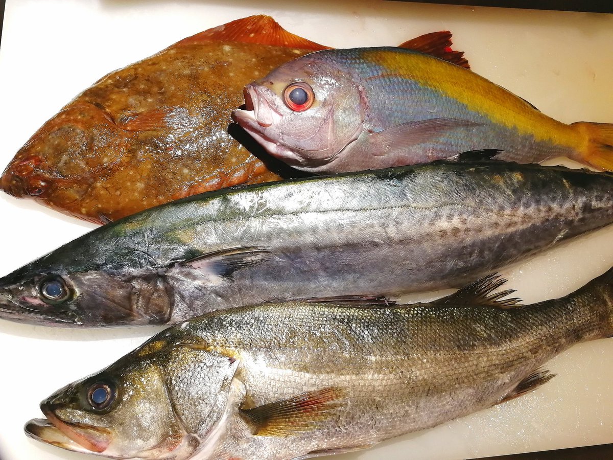 旬鮮酒場nobu 美味しい魚入荷しました ウメイロ 石カレイ さごち スズキ 生サバ 鮎の刺身