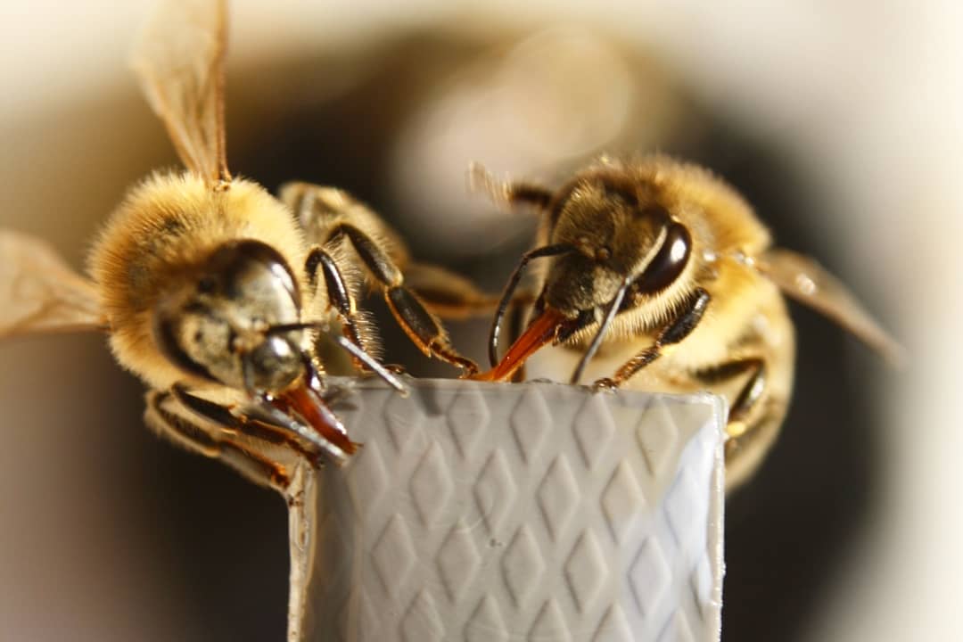 beMaryB's tweet image. Let&apos;s drink together! 🐝
#september #bees #cimec #unitn