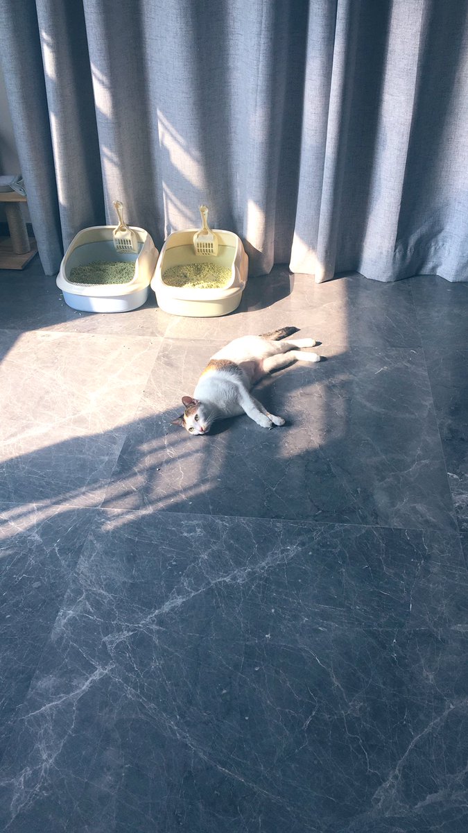 Corna tha Cat tweet media