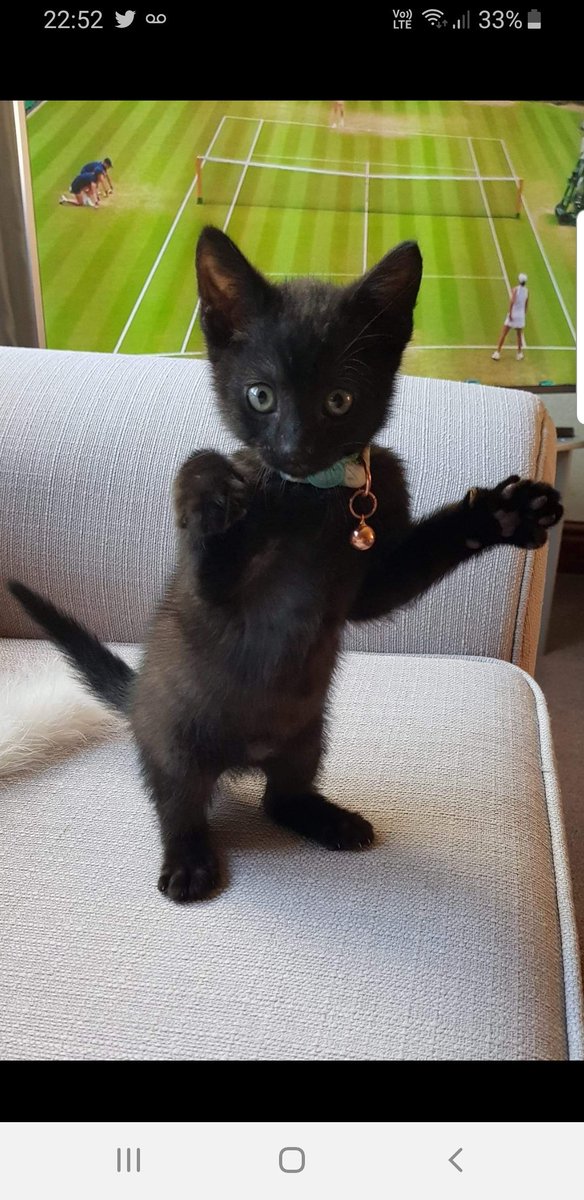jmlightfoot69's tweet photo. @asda my little Rufus would be perfect for your Christmas advert 🐱 he is the sassiest little kitten around 🎄✨🐱❤🌟 https://t.co/PT5jWj3pH4