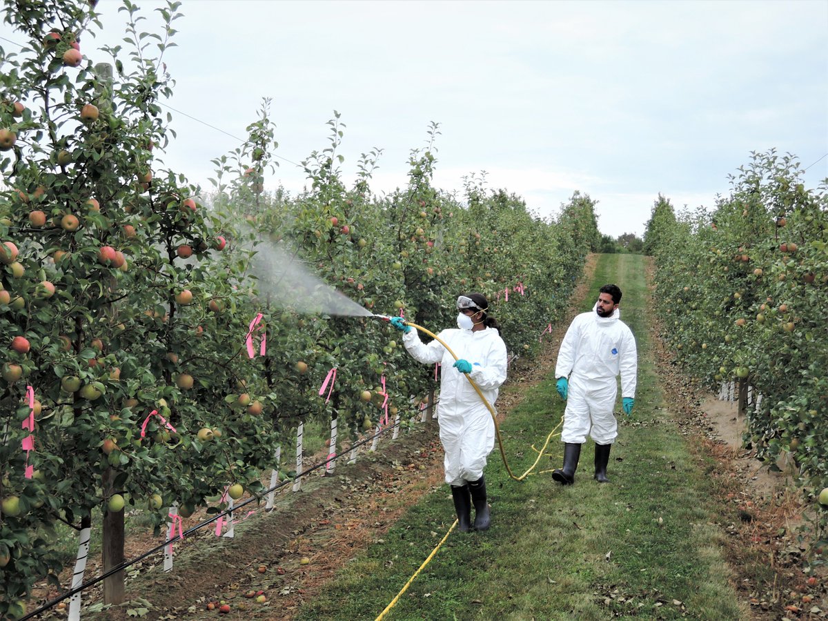 Karthika_PhD's tweet image. Two more weeks to wrapping up the field work... Hope 'honeycrisp' will be ready by that time.  #hexanal for #fruitretention and #prolongedstorage
@mountainvieworchards