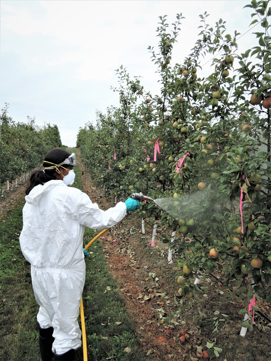 Karthika_PhD's tweet image. Two more weeks to wrapping up the field work... Hope 'honeycrisp' will be ready by that time.  #hexanal for #fruitretention and #prolongedstorage
@mountainvieworchards