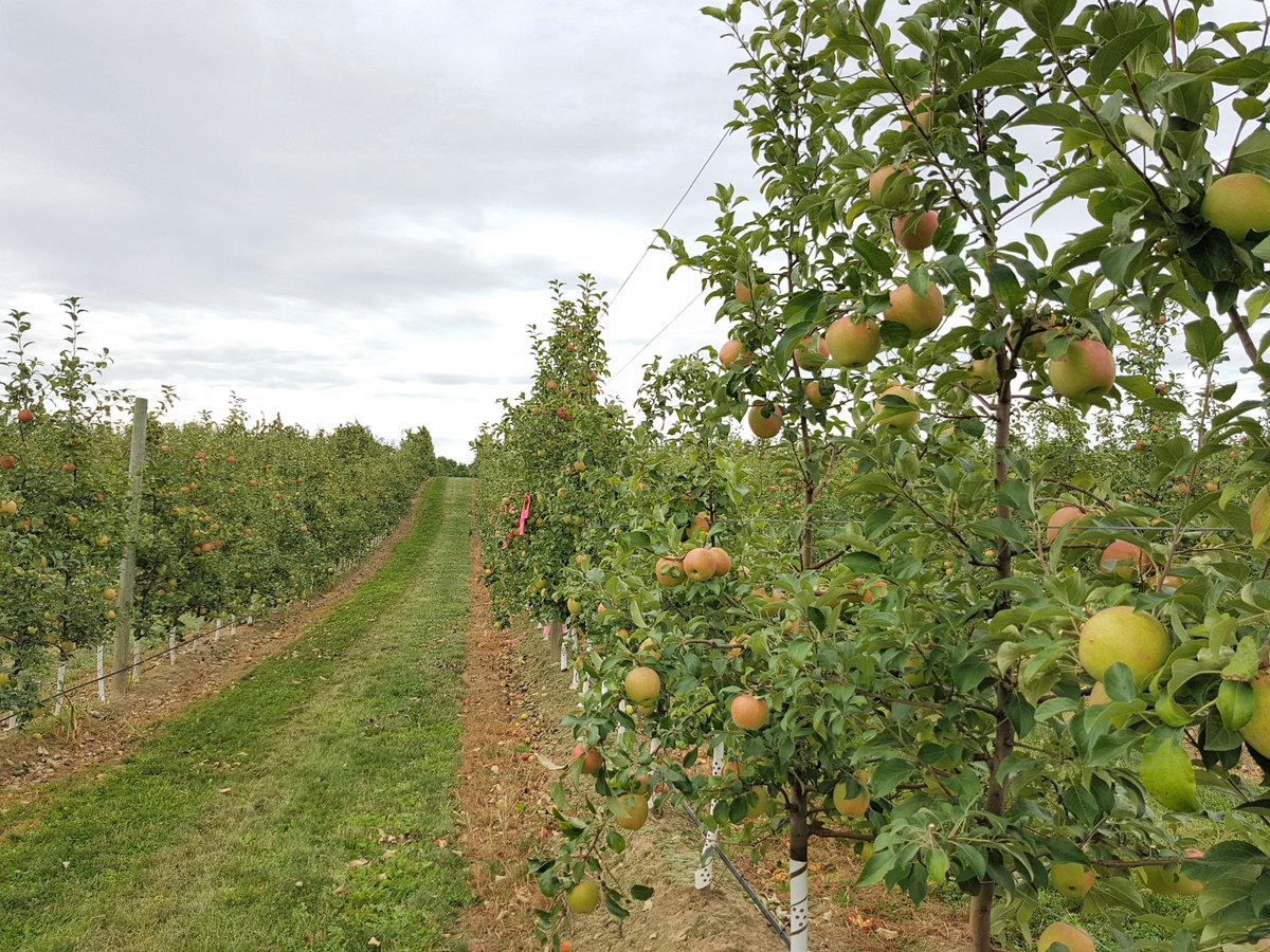 Karthika_PhD's tweet image. Two more weeks to wrapping up the field work... Hope 'honeycrisp' will be ready by that time.  #hexanal for #fruitretention and #prolongedstorage
@mountainvieworchards