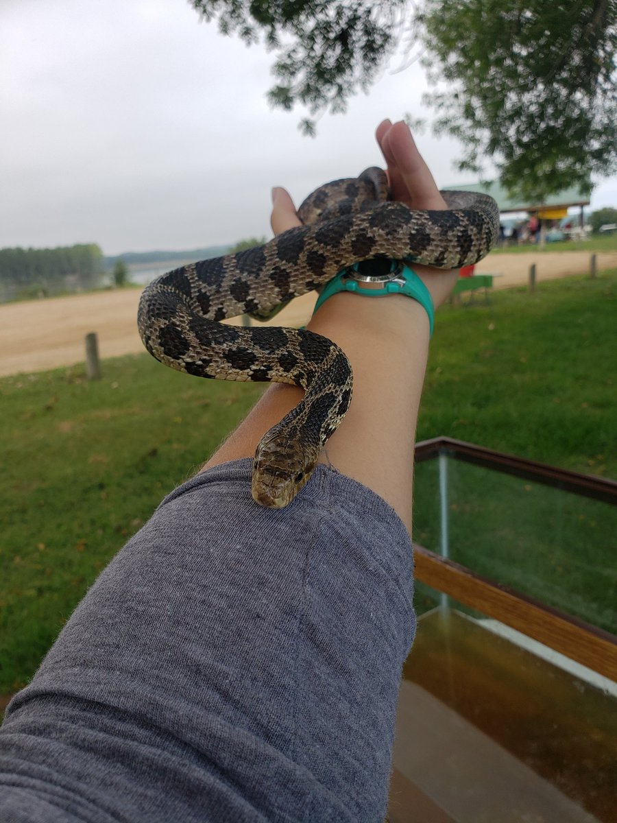 Bio_Turtle_Girl's tweet photo. Some of us are a little more ready for River Appreciation Day and to meet some sixth graders! #FoxSnake #SmoothSoftshell #Outreach https://t.co/jWolnSZFWs