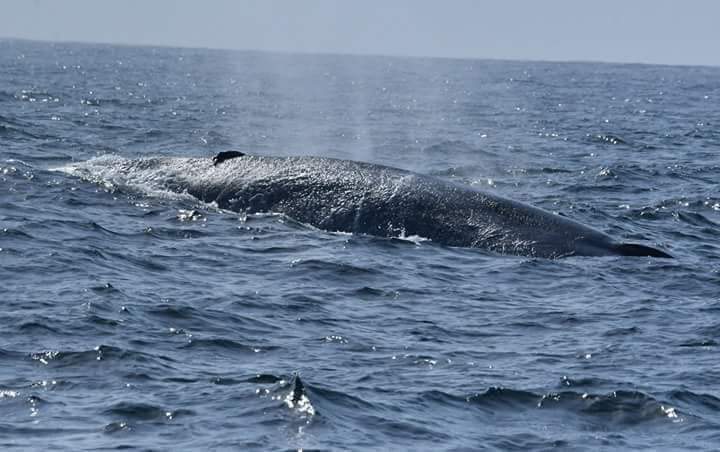 invite@ExploreThePrime for a wonderful once in a lifetime opportunity to watch #bluewhale  the largest animal on Earth. just 3 hrs sea tour. worlds No #1 destination for #whalewataching.🇱🇰🇱🇰🇱🇰😀😃🐬

whalewatchingmirissa.lk
 #whalewatchingmirissa