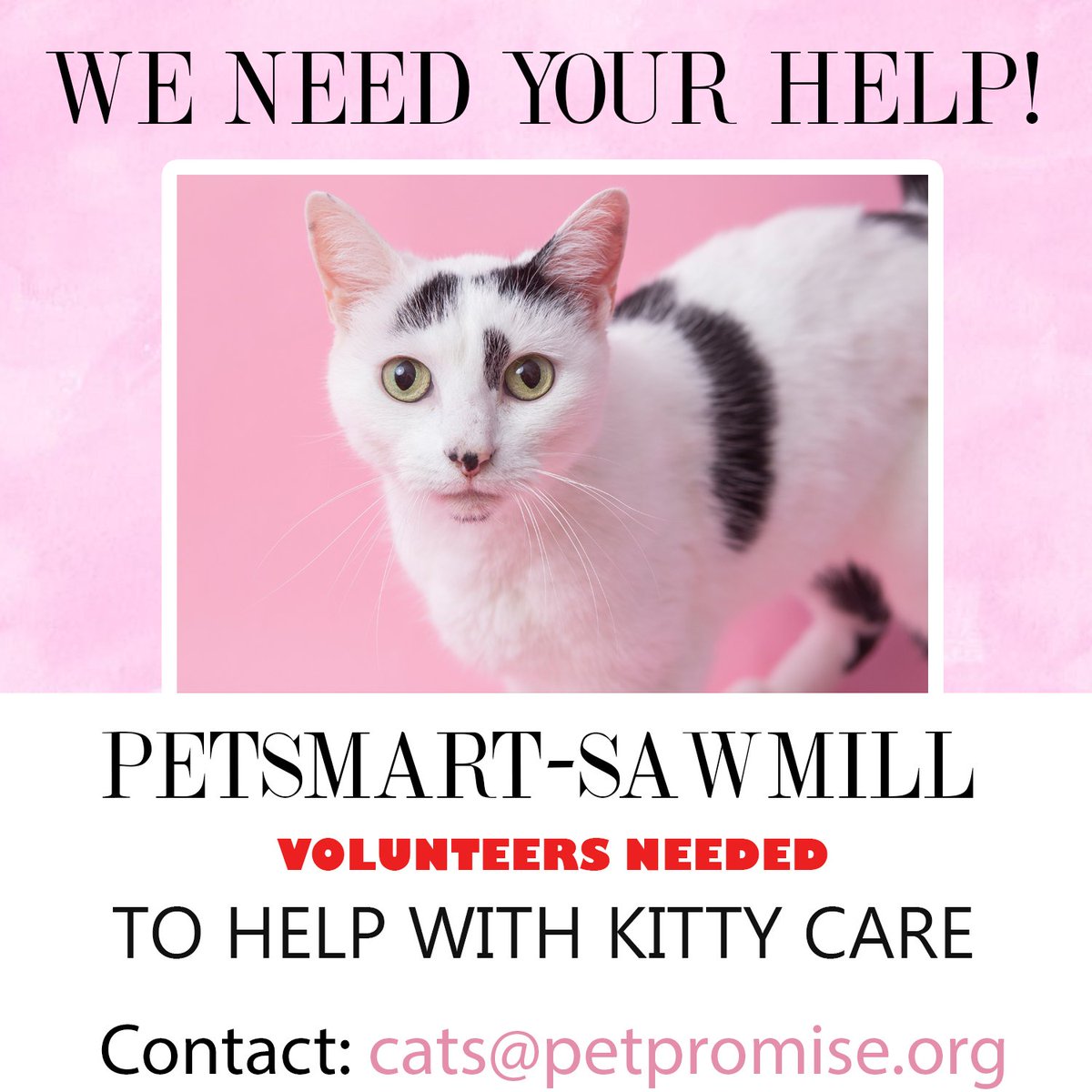 Anyone in the Dublin area want to help out some kitties in need? All it takes is an hour of your time to stop in, refresh water, food and litter AND get all the snuggles you want!