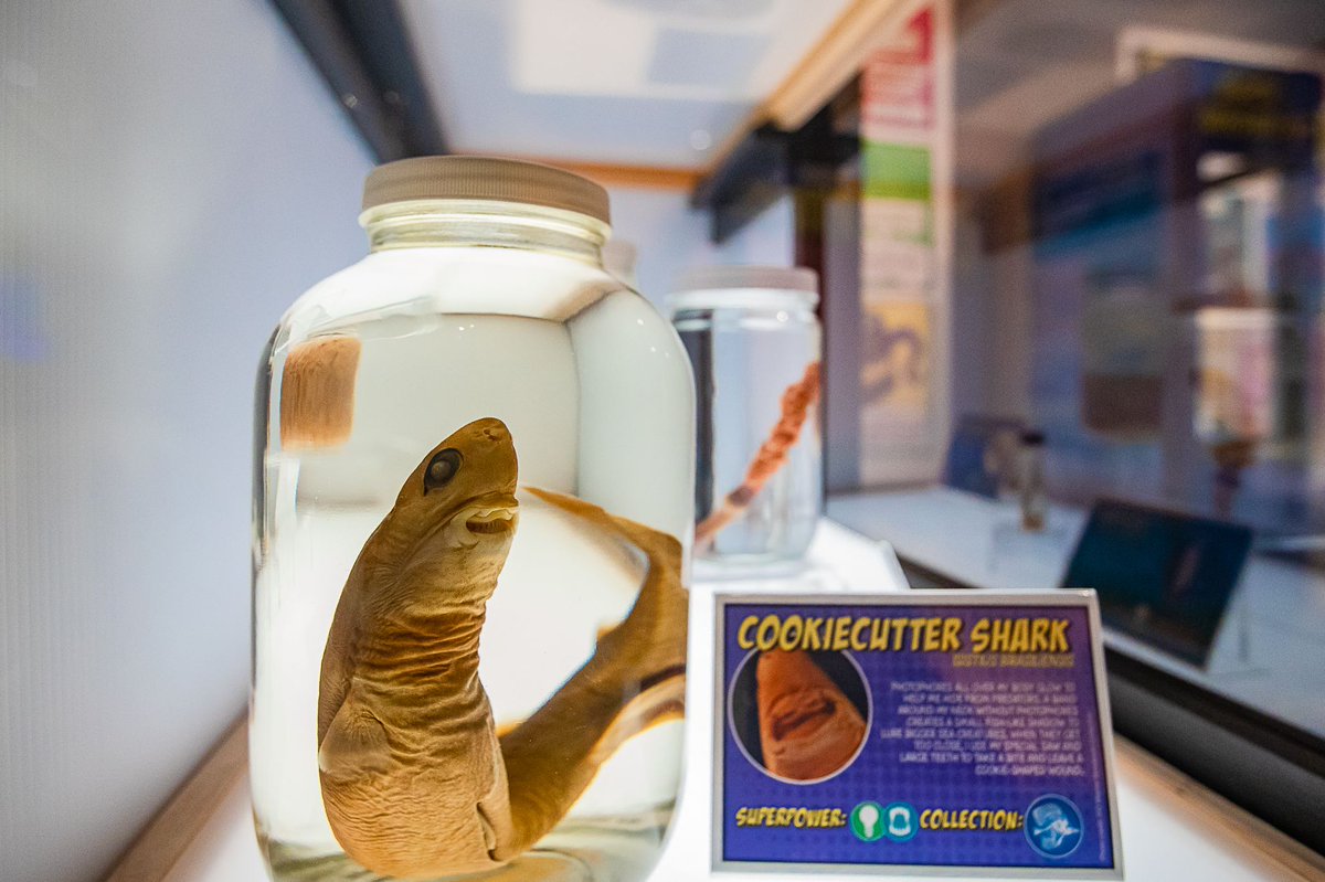 Birch_Aquarium's tweet photo. Cookiecutter shark periodically discard and swallow entire rows of teeth from their lower jaw! It uses the calcium from digested teeth to supplement their diet. ๐ฆ #scienceisrad https://t.co/f9zumHxZpS