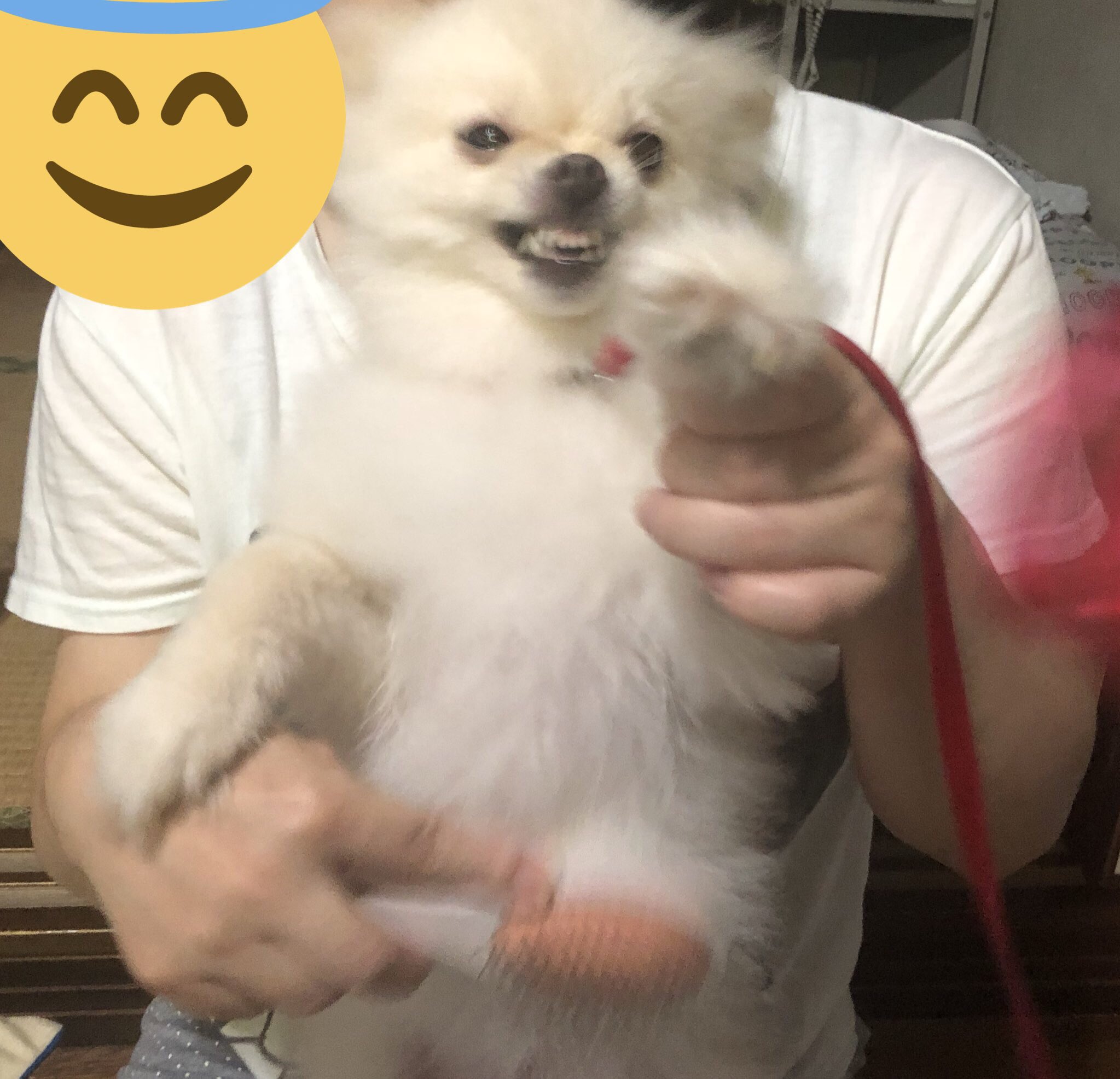 すわこ うちのかわいい犬も見て メスだからキンタマないけど T Co Ufvab3md8c Twitter