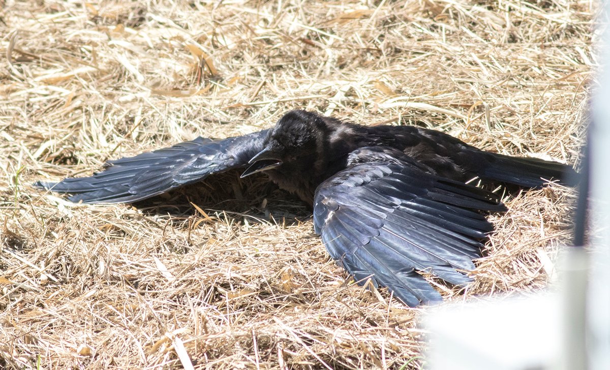 宮本 桂 文字通り羽を伸ばすカラス T Co Tubipjhnwn Twitter