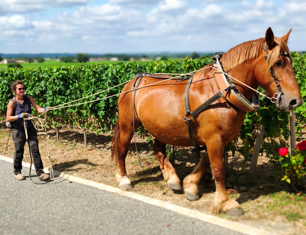 ATBerlines's tweet photo. Retour en images sur un Wine Tour organisé au cœur du Château Smith Haut Lafitte. Un moment hors du temps pour nos clients…

Et vous, avez-vous eu la chance de visiter ce magnifique Château ? 🍇

#WineTour #Chateau #SmithHautLafitte https://t.co/umfbjbdu2m