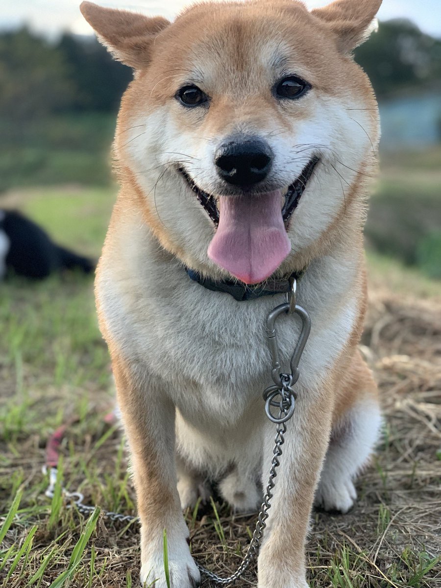 子羊 貸し手 知り合いになる 世界 一 可愛い 柴犬 Liberista Jp