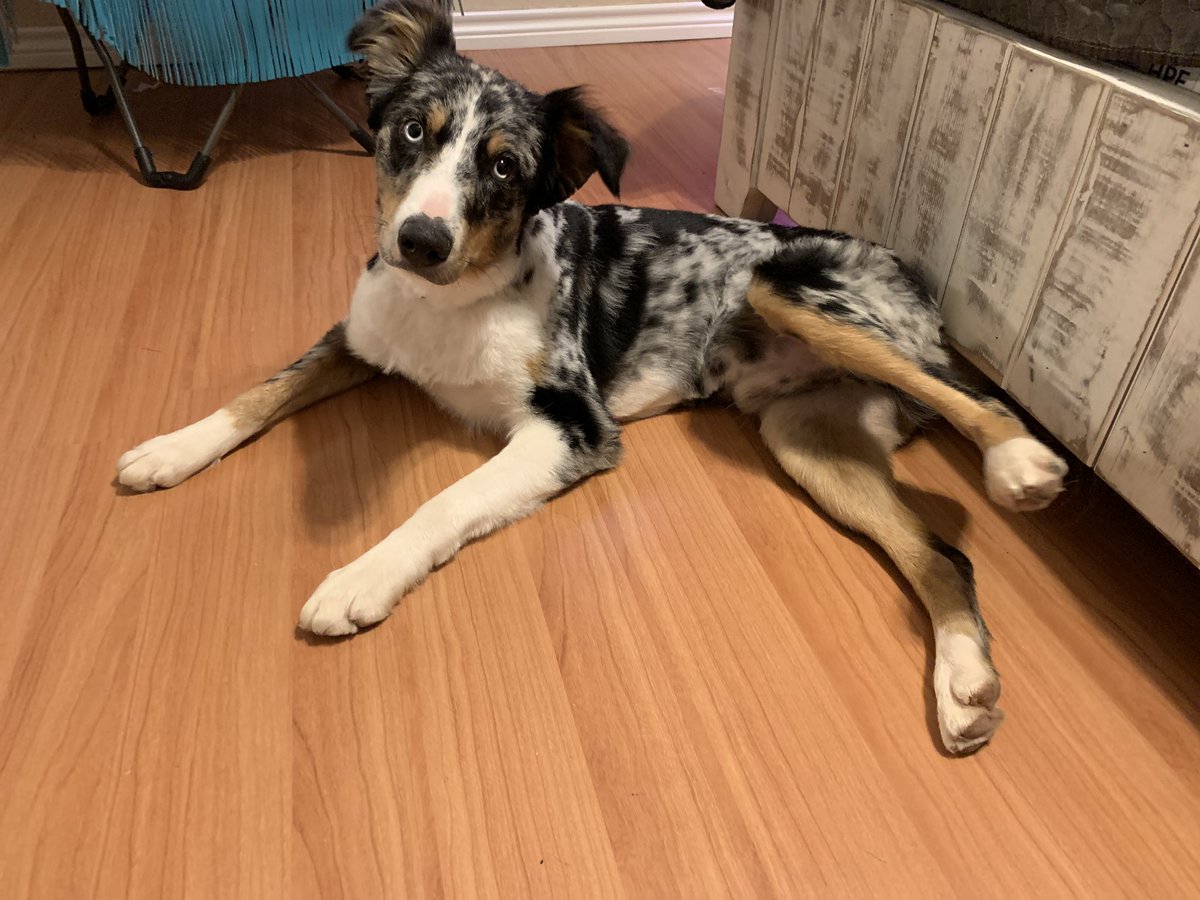 Paiiggeeerr's tweet photo. If you have him or see him, please let me know! There is a $250 reward for whoever finds him safe! Please RT and help us find our baby. He has a lime green collar on! He was last seen playing in the sprinklers at houses behind century link in Stephenville around 3 yesterday! https://t.co/BlFTh43LC2