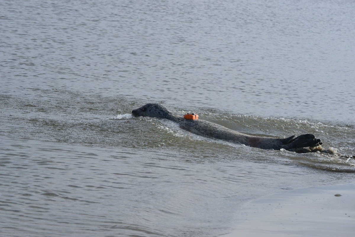 MethodsEcolEvol's tweet image. Attaching #Biologging devices to animals can be a drag, especially for streamlined subjects. Luckily, there's a way to minimise any negative impact of #Biologgers.

@willpkay explains how Computational #FluidDynamics can help with tag design: bit.ly/2m1zrz4