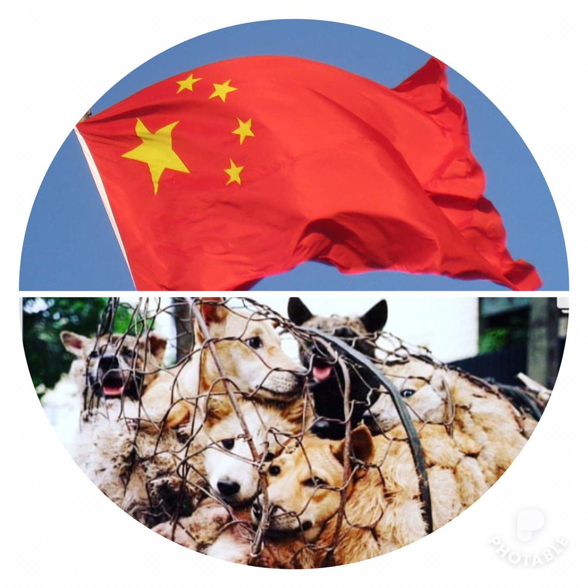 ru_yulin's tweet photo. #МОСКВА‼ 12.09 в 18:30 Сбор у Посольства Китая 🇨🇳 (м.Ломоносовский пр-кт, ул. Дружбы, д.6) на Мирную акцию, ориентир пруд напротив посольства. Мы и тысячи жертв #Yulinfestival ждём Тебя! Поддержи нас 🙏🏻 Подробнее 👉🏻https://t.co/f9L8tyMfYu
#stopyulin #Stop_Yulin #StopYulinForever https://t.co/jwEIwX5dfa