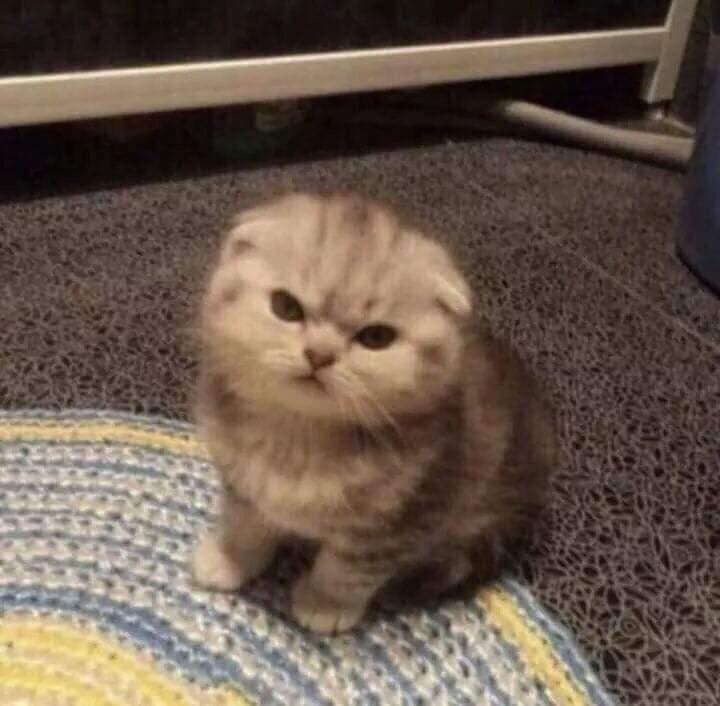 fluffy_Yeonjun's tweet photo. ㅤ

　　🐱😾

　#투모로우바이투게더 #TXT
　#연준 #최연준 #YEONJUN
　@TXT_members
ㅤㅤ https://t.co/5RYB5zYLHz