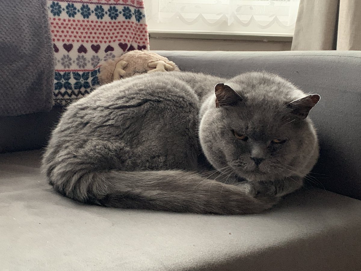 w4lbs's tweet photo. @asda look no further for #MrGrumbles this is Merlin. Our largely unimpressed cat! Nearly 14 and adopted by us this year he deserves his big break! https://t.co/dXszE1f0FX