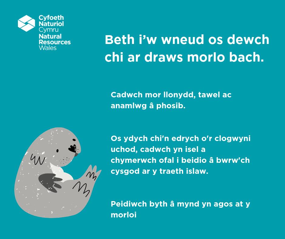NatResWales's tweet image. 🌊  Mae'n dymor lloia i forloi! Os dewch chi ar draws morlo ar y tywod, dilynwch yr arweiniad hwn i osgoi aflonyddu arnyn nhw: