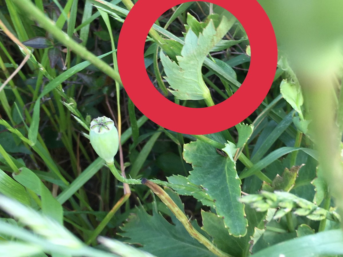 やけに植物に詳しい悟空 あと 少なくともオラはあんましこれが違法なもんだ って堂々と言えねぇから 自分で調べてそれっぺぇと感じたらもっとそういう窓口とかに聞いてくれた方が確実かもしんねぇ わりぃな やけに植物に詳しい悟空 あと 少なくともオラはあんましこれが違法なもんだ って堂々と言えねぇから 自分で調べてそれっぺぇと感じたらもっとそういう窓口とかに聞いてくれた方が確実かもしんねぇ わりぃな