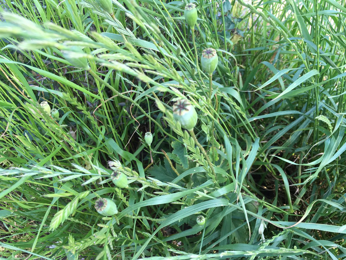 やけに植物に詳しい悟空 あと 少なくともオラはあんましこれが違法なもんだ って堂々と言えねぇから 自分で調べてそれっぺぇと感じたらもっとそういう窓口とかに聞いてくれた方が確実かもしんねぇ わりぃな やけに植物に詳しい悟空 あと 少なくともオラはあんましこれが違法なもんだ って堂々と言えねぇから 自分で調べてそれっぺぇと感じたらもっとそういう窓口とかに聞いてくれた方が確実かもしんねぇ わりぃな