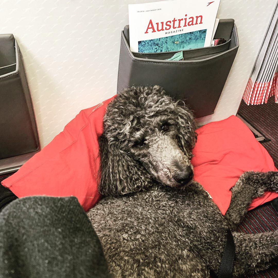austrian airlines dog