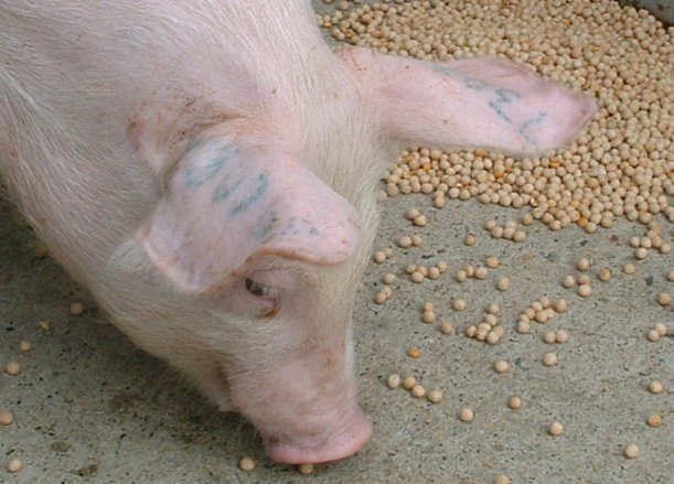 INRAE_France's tweet photo. [#Space2019] Projet #PROLEVAL : #innover de la fourche à la fourchette... 
➡ Structurer une filière française de production/transformation de #féverole, #lupin, #pois, #lin pour l’alimentation animale 
➡ Au bénéfice de la santé humaine
#Inra &amp; @Valorex_ https://t.co/KUrGvAPY89 https://t.co/9rC05Y9MIe