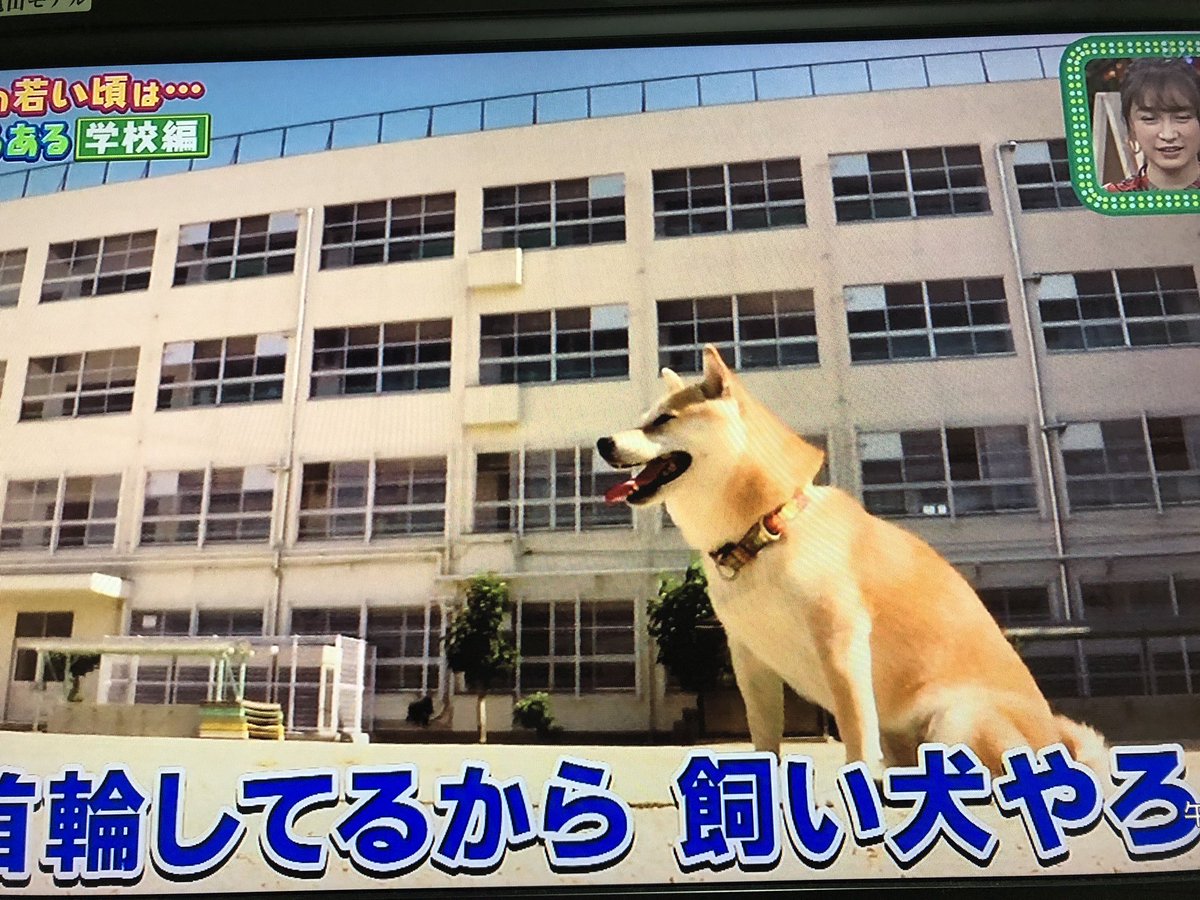腎不全 柴犬アンちゃん Pa Twitter かわいい O O 今の子はポルノグラフィティのnananaサマーガールの校庭に紛れ込んだ野良を 眉毛犬にしてってなんのこっちゃわからんのかな W
