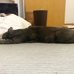 検証してみた!クーラーに当たる飼い猫のポーズには理由があった!