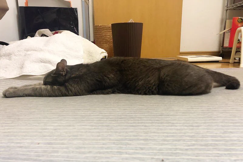 検証してみた！！クーラーに当たる飼い猫のポーズには理由があった！！